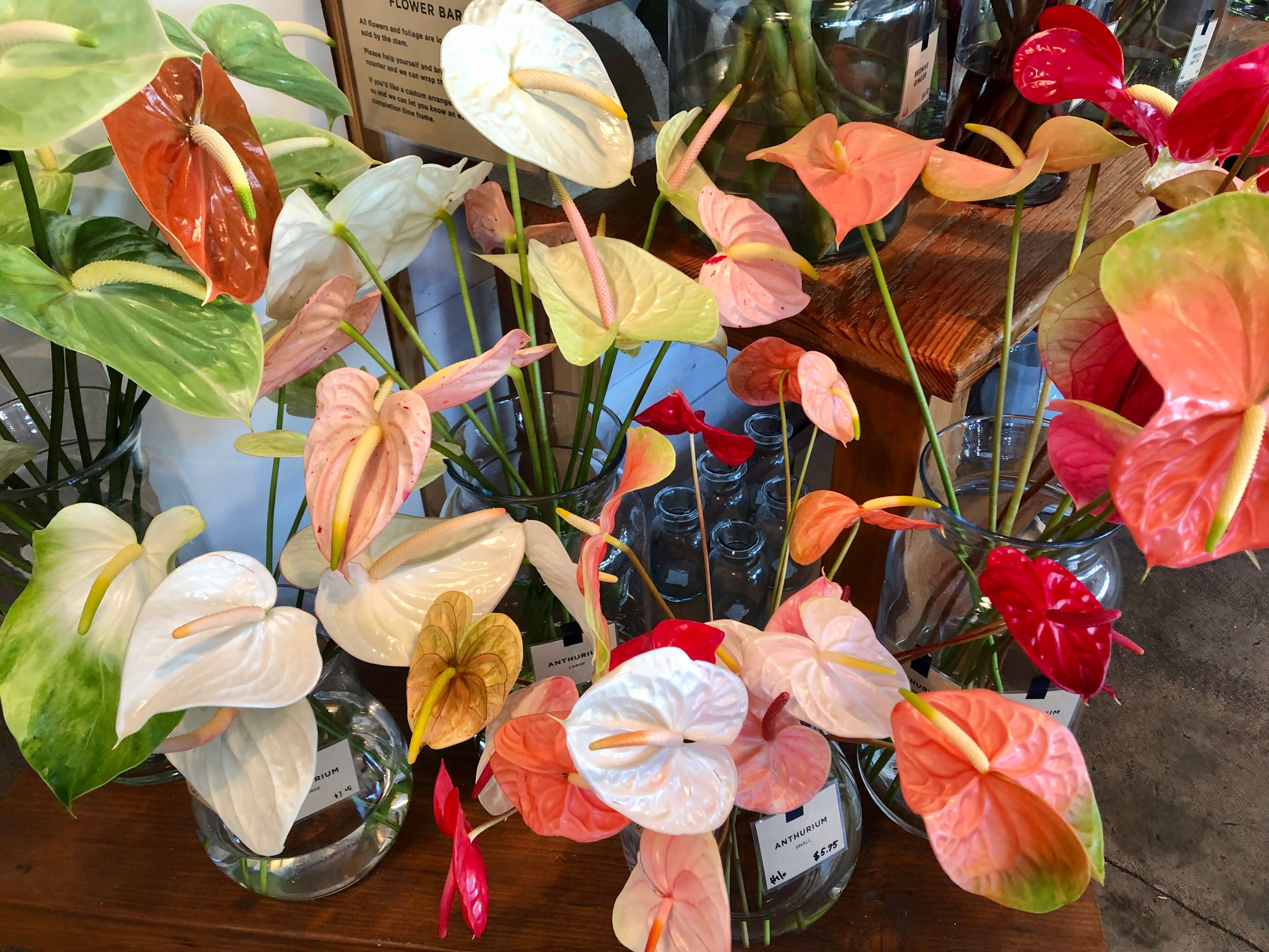 A collection of anthuriums at a flower shop