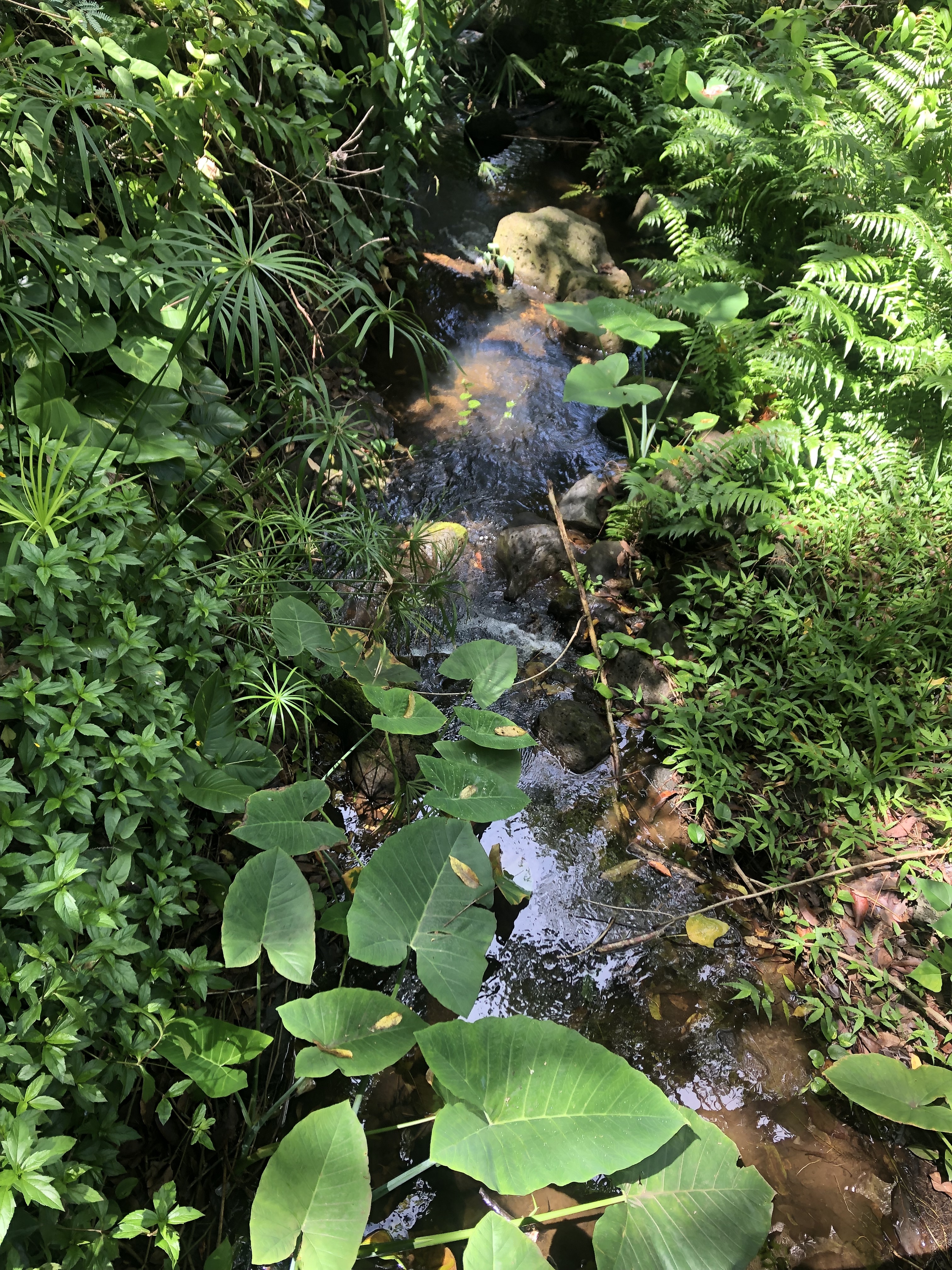 Stream with tropical plants next to it