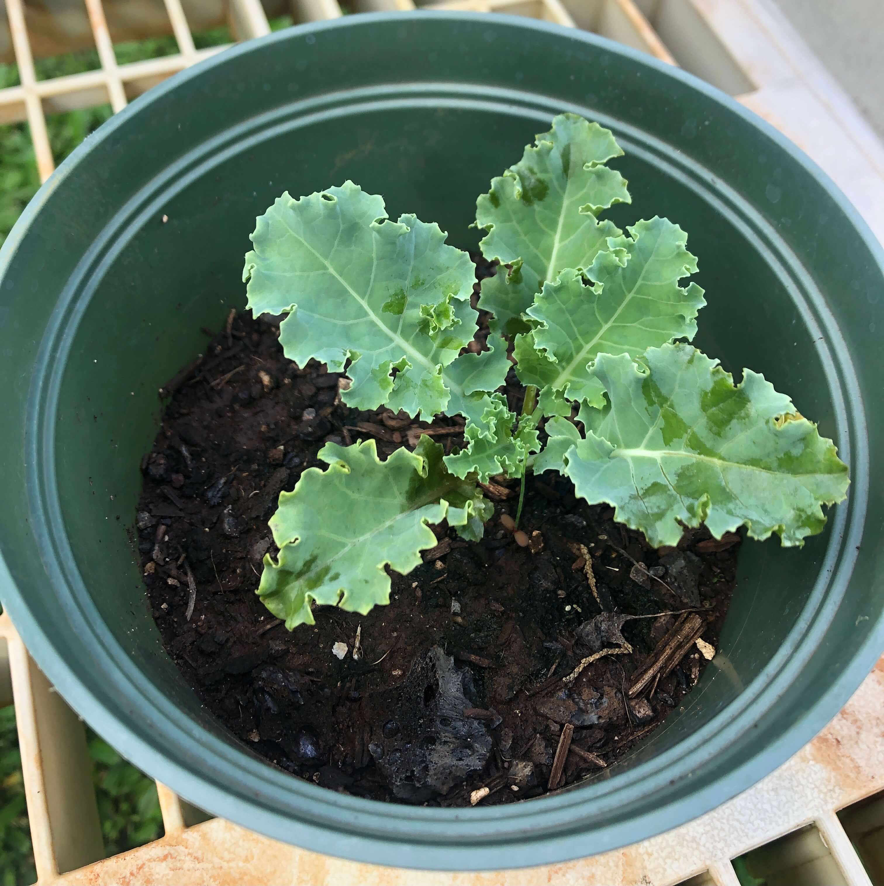 A small kale plant that grew from using compost from my kitchen.