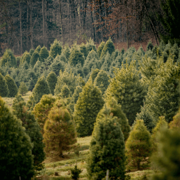A christmas tree farm which represents rent a christmas tree
