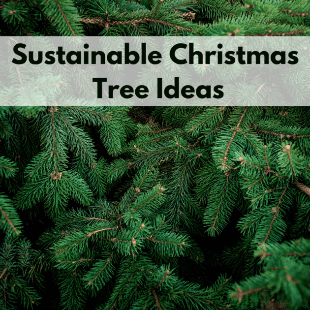 christmas tree branches and text that explains sustainable christmas tree ideas