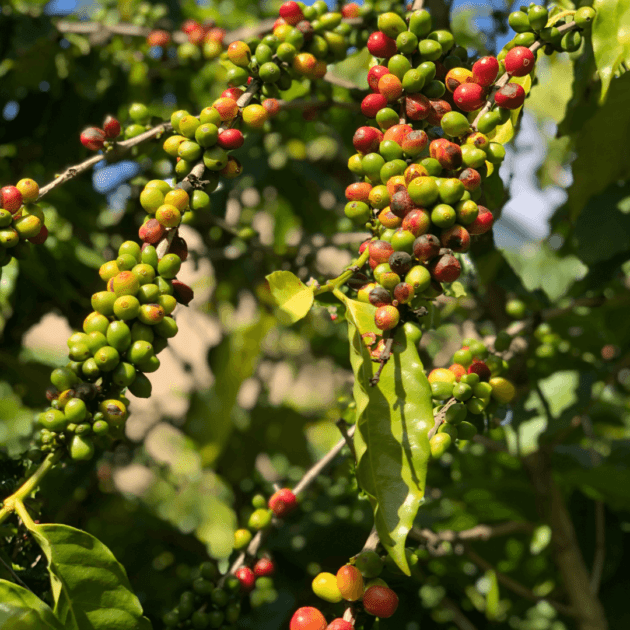organic coffee beans at a sustainable coffee farm
