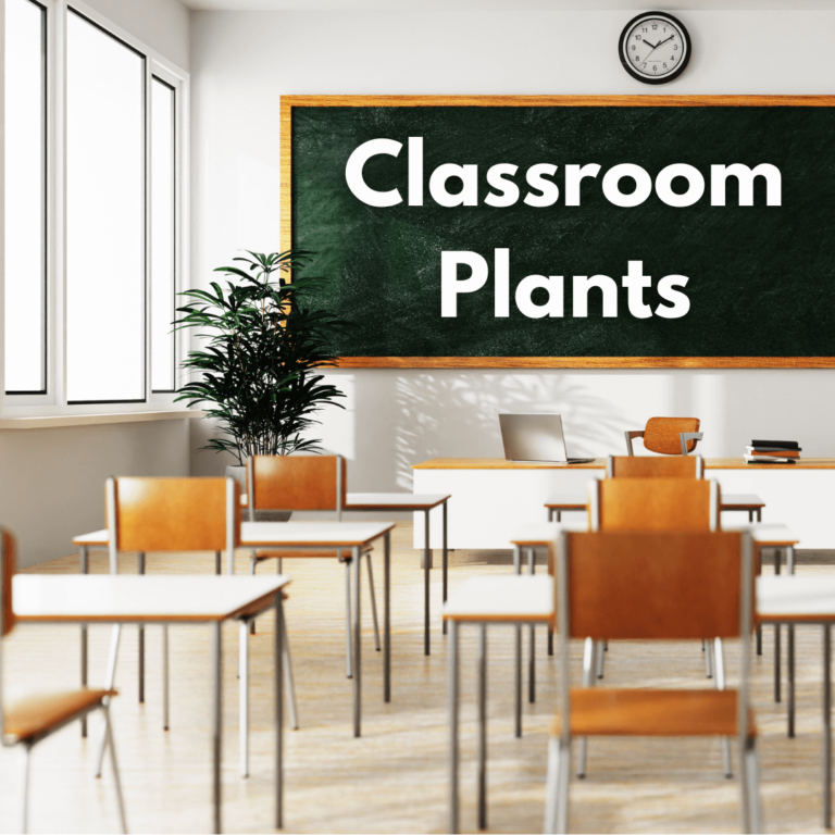 The Best Resilient Classroom Plants to Liven Up Your Classroom 