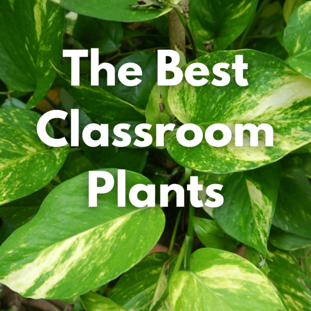 a pothos plant that is a great house plant or plant for a school classroom