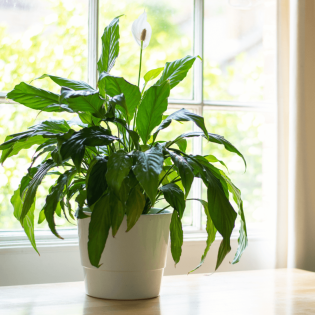 a peace lily which is great for indoor classroom plants