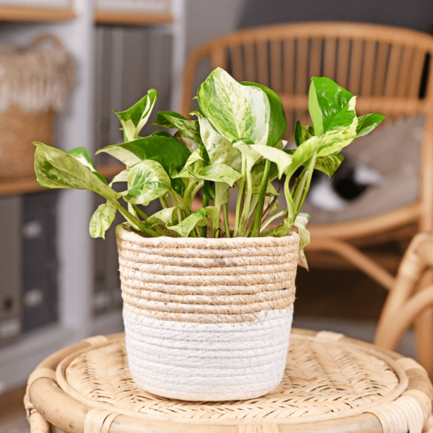 a pothos plant which is a great classroom plant
