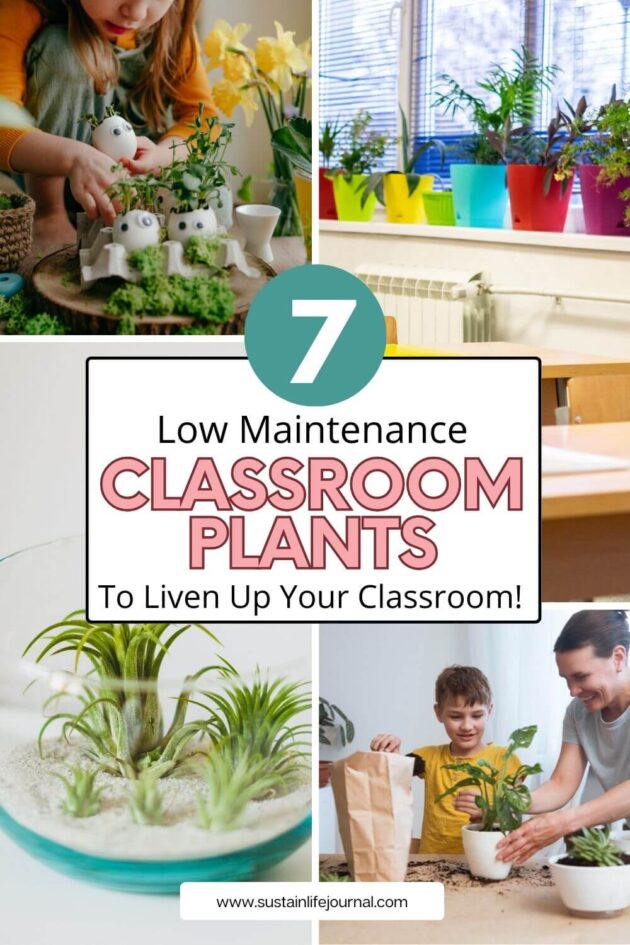 different photos of people with classroom plants