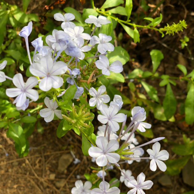 blue flowers on a beginner hiking trail