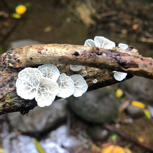 stick and fungi on a hiking trail