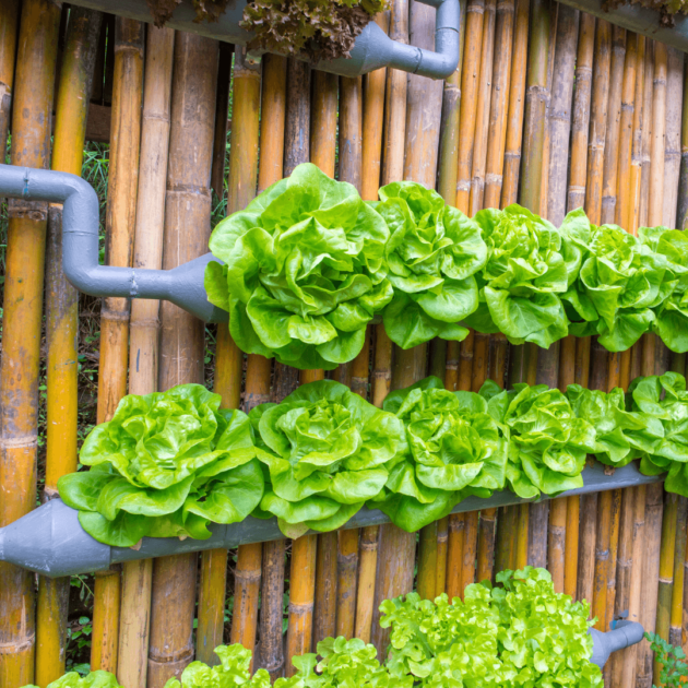 Lettuce growing in a vertical gardening system