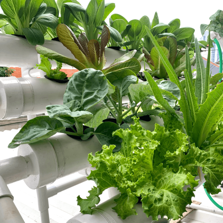 20 Best Plants For Hydroponics Beginner Gardeners 