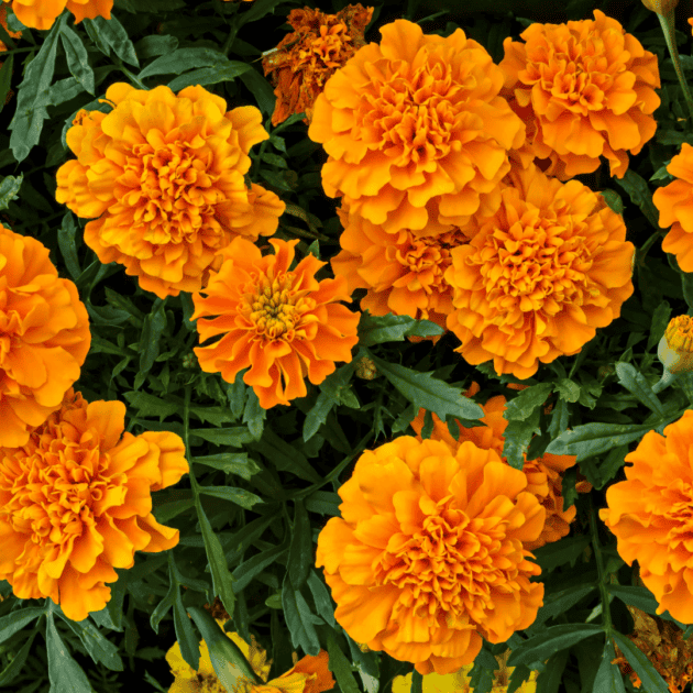 marigold grown in an indoor hydroponic house