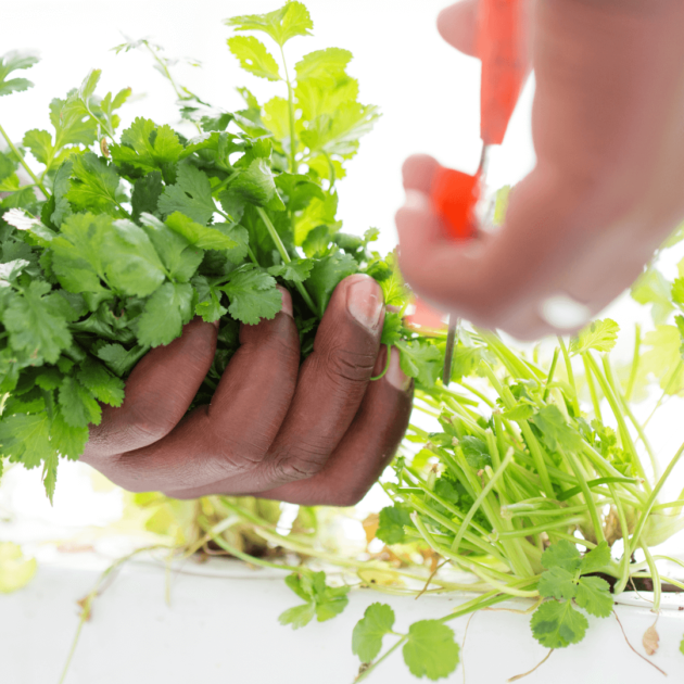 Cilantro herbs being grown in a backyard hydroponic garden system