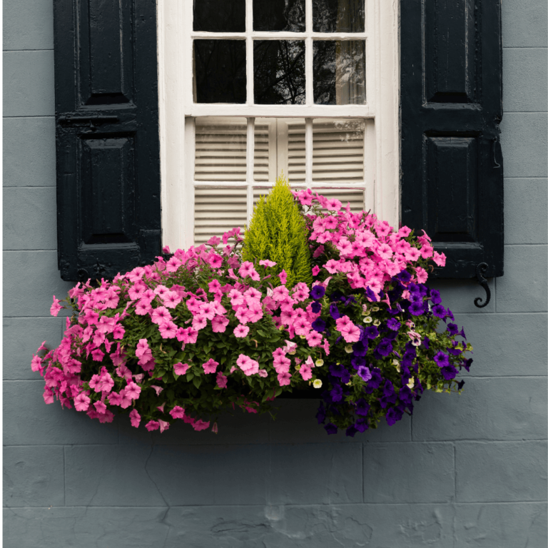 pink and purple flowers in sunny window boxes