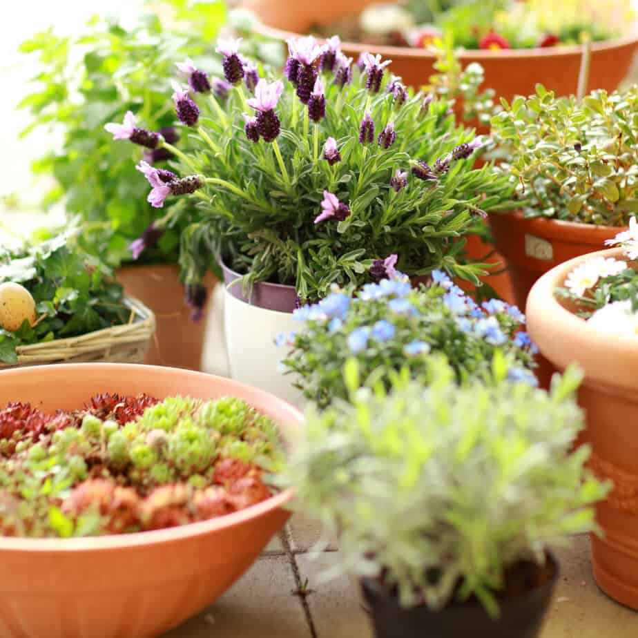 23 Beginner-Friendly Terrace Gardening Ideas For Your Cozy Apartment ...