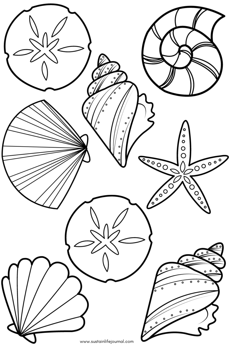 seashell coloring sheet