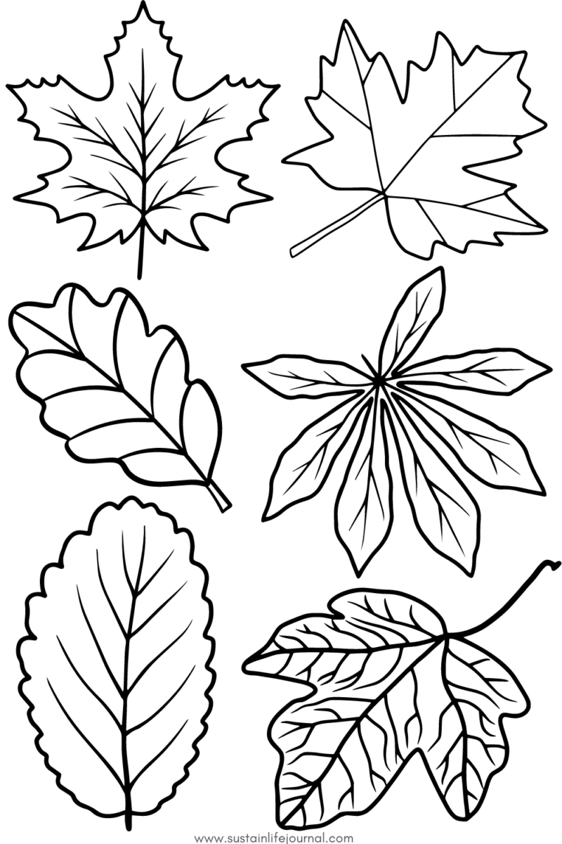 fall leaf pattern coloring page