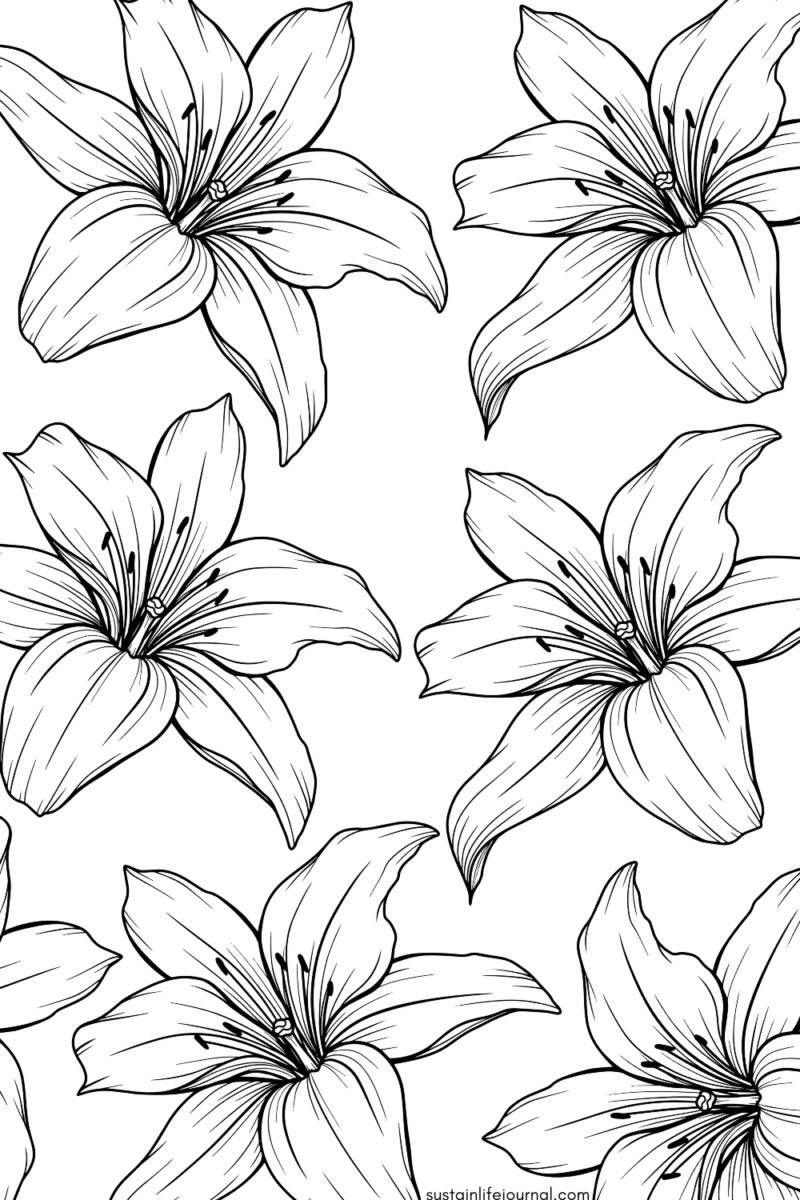 lily flowers