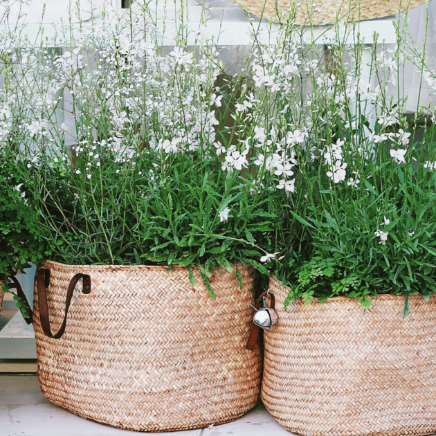 plants in rustic pot plants